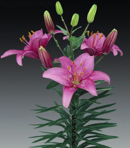 formosabulbs_lily Nashville