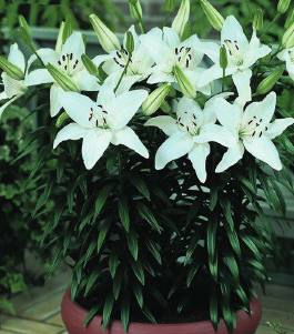 formosabulbs_lily Nashville