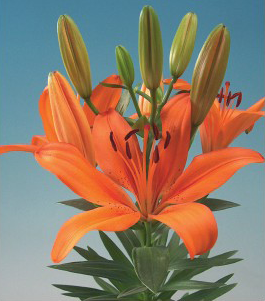 formosabulbs_lily Nashville