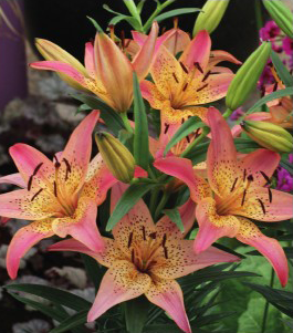 formosabulbs_lily Nashville
