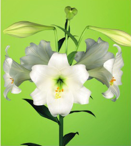 formosabulbs_lily Nashville