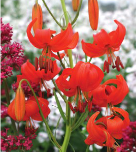 formosabulbs_lily Nashville