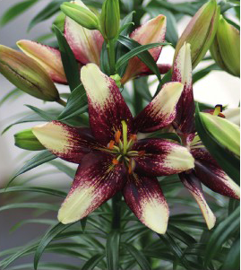 formosabulbs_lily Nashville
