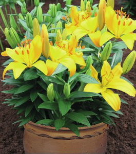 formosabulbs_lily Nashville