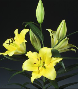 formosabulbs_lily Nashville