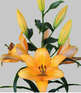 formosabulbs_lily Nashville