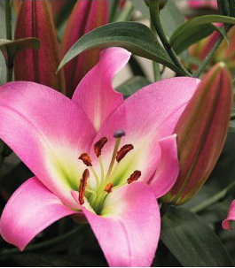 formosabulbs_lily Nashville
