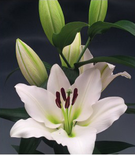 formosabulbs_lily Nashville