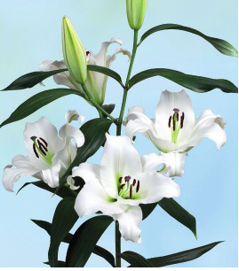 formosabulbs_lily Nashville