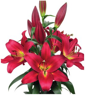 formosabulbs_lily Nashville