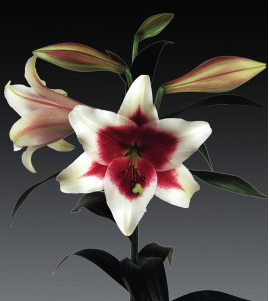 formosabulbs_lily Nashville