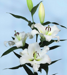 formosabulbs_lily Nashville