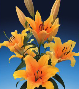 formosabulbs_lily Nashville