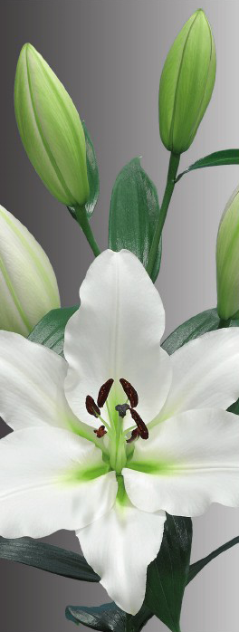 formosabulbs_lily Nashville
