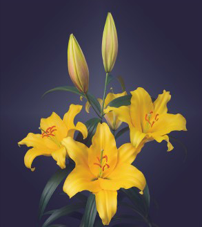 formosabulbs_lily Nashville