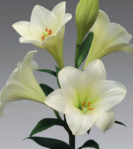 formosabulbs_lily Nashville