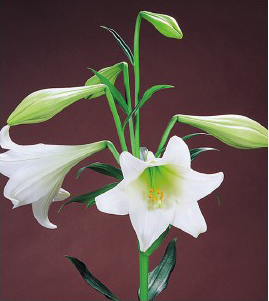 formosabulbs_lily Nashville
