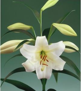 formosabulbs_lily Nashville