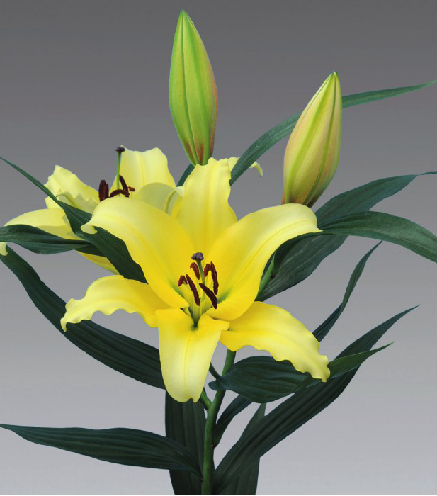 formosabulbs_lily Nashville