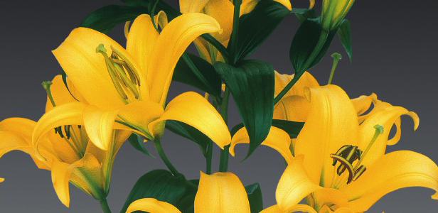 formosabulbs_lily Nashville