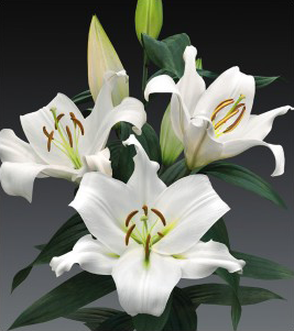 formosabulbs_lily Nashville