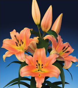 formosabulbs_lily Nashville