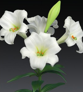 formosabulbs_lily Nashville