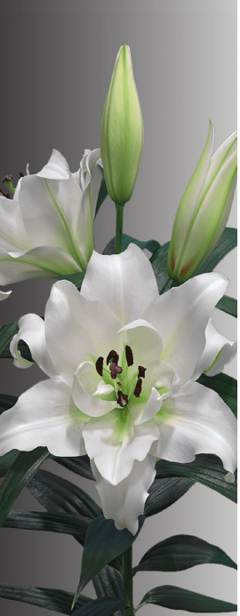 formosabulbs_lily Nashville