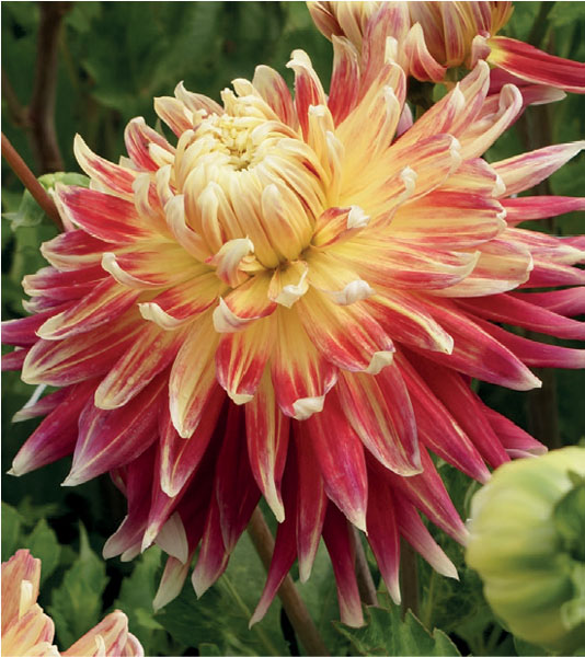 formosabulbs_lily Nashville