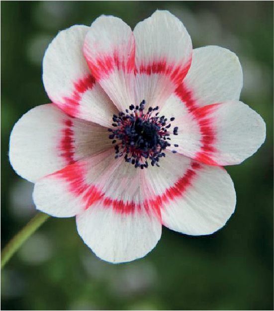 formosabulbs_lily Nashville