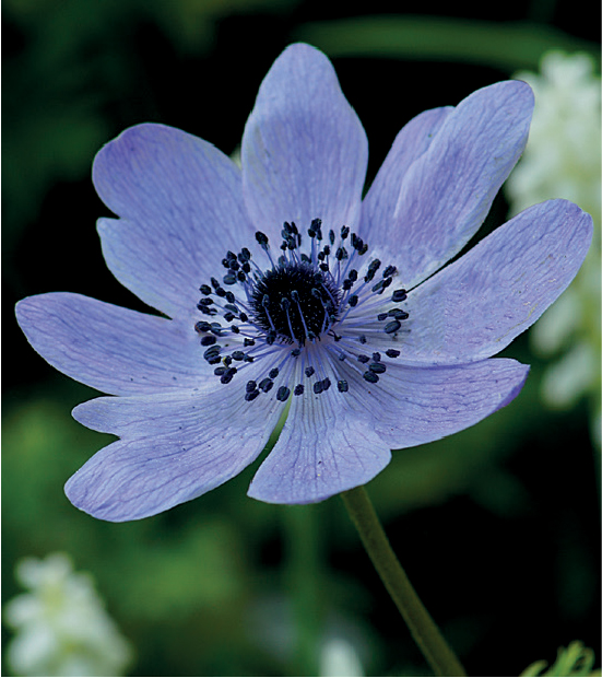 formosabulbs_lily Nashville