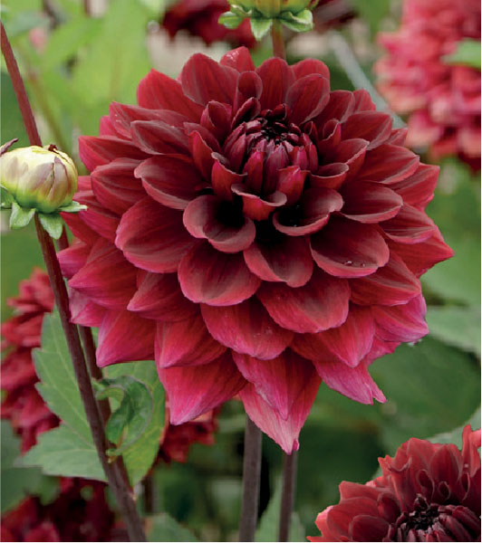 formosabulbs_lily Nashville