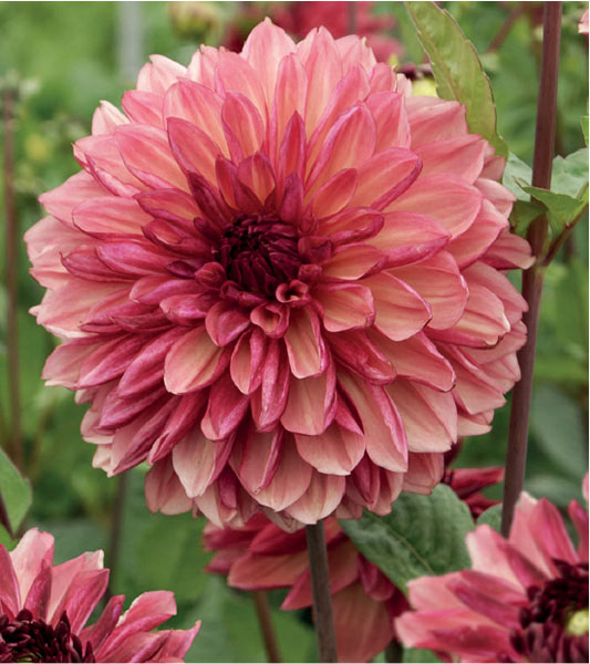 formosabulbs_lily Nashville