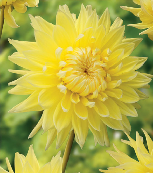 formosabulbs_lily Nashville