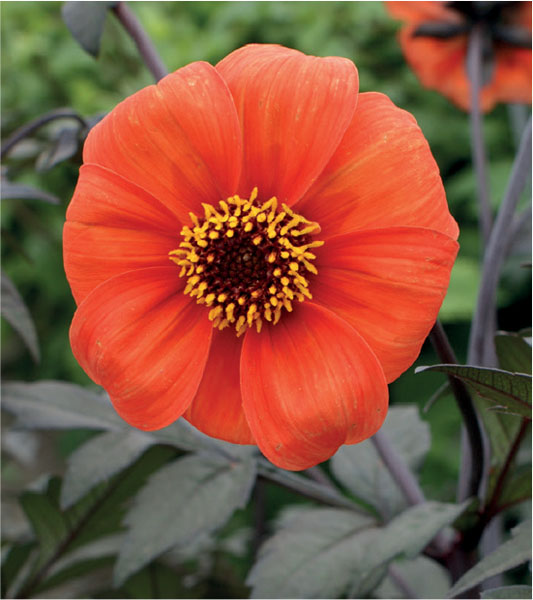 formosabulbs_lily Nashville