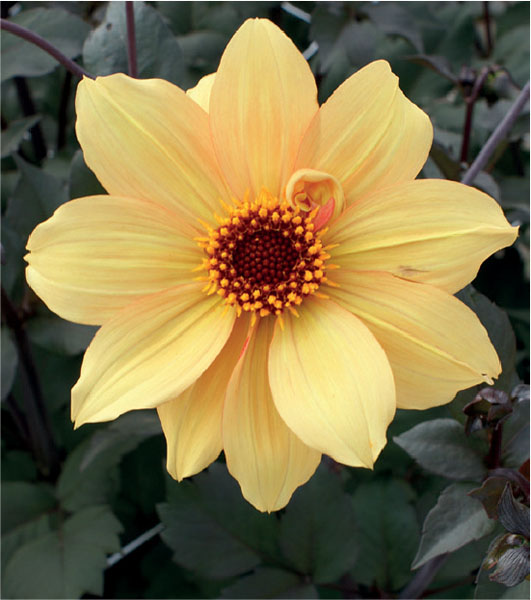 formosabulbs_lily Nashville