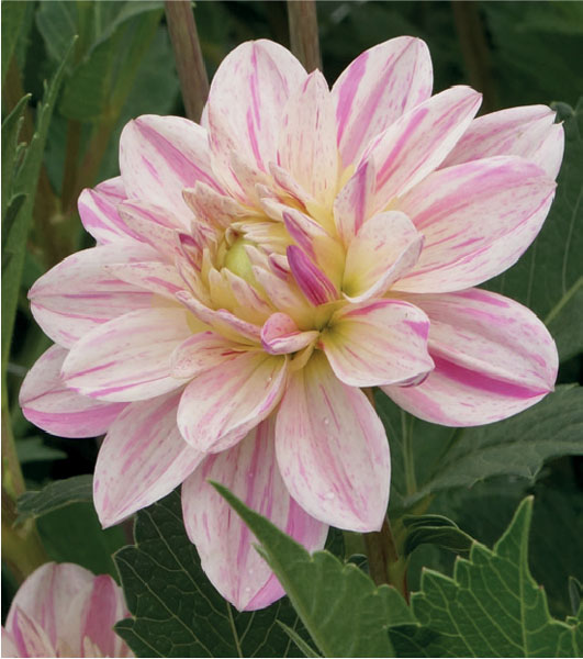 formosabulbs_lily Nashville