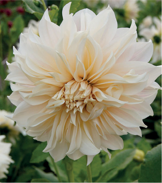 formosabulbs_lily Nashville
