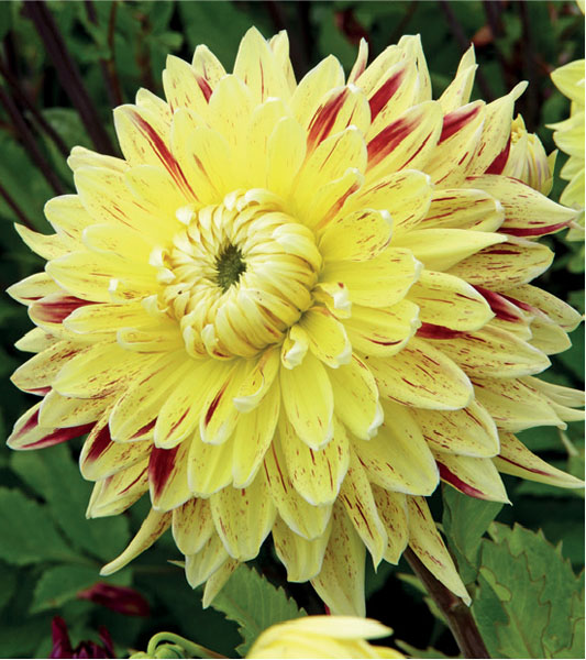 formosabulbs_lily Nashville