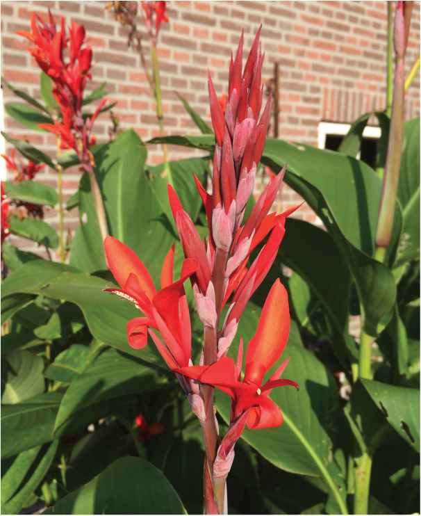 formosabulbs_lily Nashville