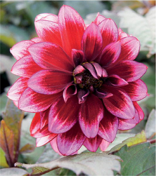 formosabulbs_lily Nashville