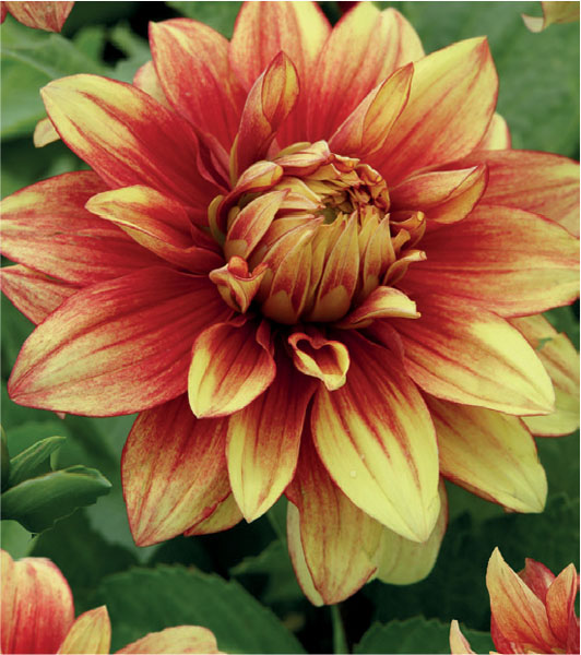 formosabulbs_lily Nashville