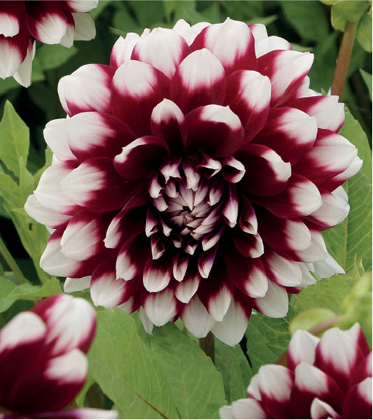 formosabulbs_lily Nashville
