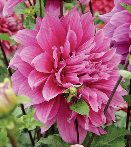 formosabulbs_lily Nashville