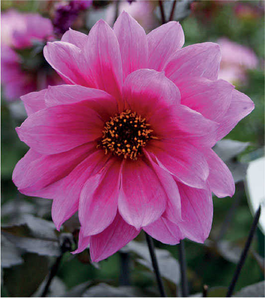 formosabulbs_lily Nashville