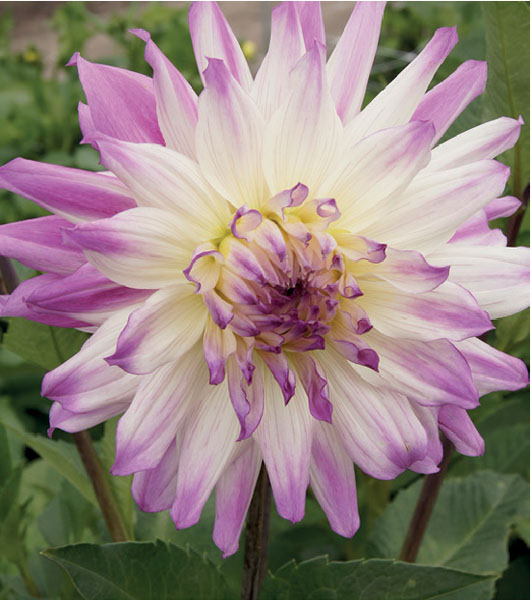formosabulbs_lily Nashville