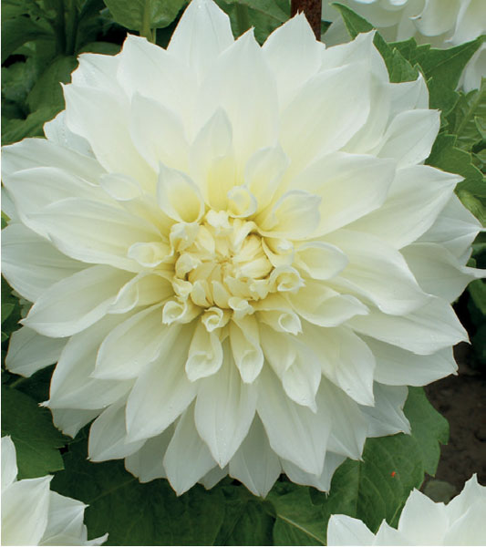 formosabulbs_lily Nashville
