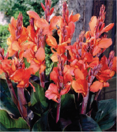 formosabulbs_lily Nashville