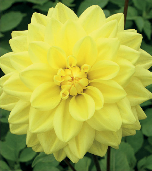 formosabulbs_lily Nashville