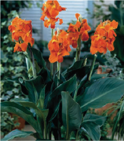 formosabulbs_lily Nashville
